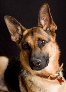 German_Shephard_8020a