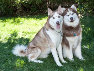 Huskies_0507-Edit
