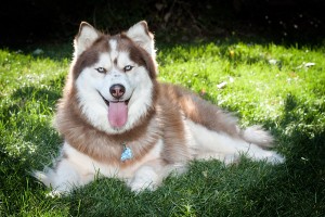 Husky-0503