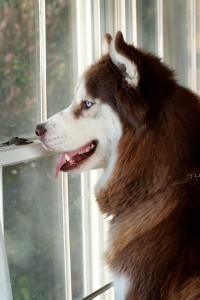 Husky-0546