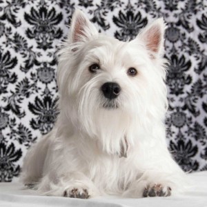 Westie_7971