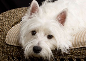 Westie_7994